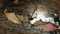 Panzer Dragoon Orta (XBox)