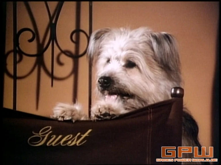 Boomer, der Streuner (Here's Boomer)