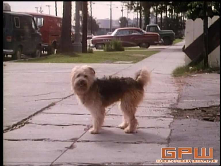 Boomer, der Streuner (Here's Boomer)