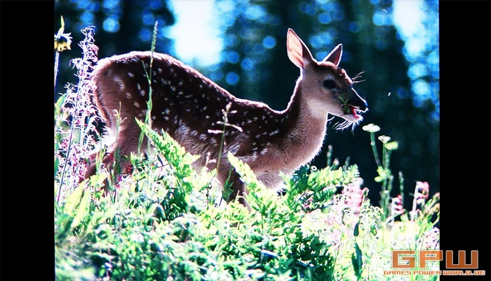 Die Abenteuer der Familie Robinson in der Wildnis - Komplettbox (1975 / 1978 / 1979)
