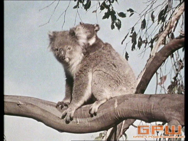 Im Reich der wilden Tiere (Mutual of Omaha's Wild Kingdom) - Staffel 1