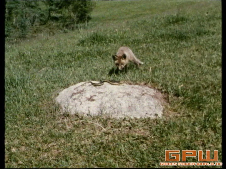 Im Reich der wilden Tiere (Mutual of Omaha's Wild Kingdom) - Staffel 1