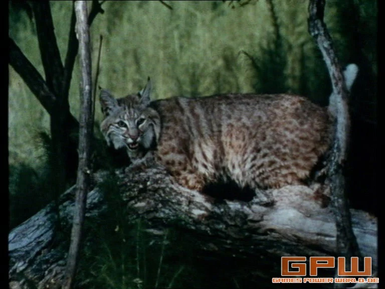 Im Reich der wilden Tiere (Mutual of Omaha's Wild Kingdom) - Staffel 2