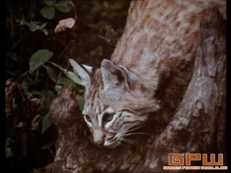 Im Reich der wilden Tiere (Mutual of Omaha's Wild Kingdom) - Staffel 2