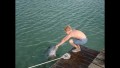 Flipper - Staffel 1 (Blu-ray) Flipper - Staffel 1 (Blu-ray)