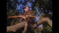 Die Abenteuer des Robin Hood - K�nig der Vagabunden (The Adventures of Robin Hood)
