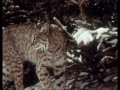 Im Reich der wilden Tiere - Gesamtedition