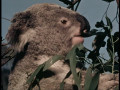 Im Reich der wilden Tiere - Gesamtedition