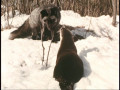 Im Reich der wilden Tiere - Gesamtedition