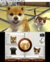 nintendogs + cats