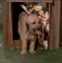 Drei M�dchen und drei Jungen (The Brady Bunch) - Staffel 1