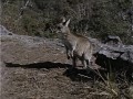 Skippy - Das Buschknguruh - Staffel 1